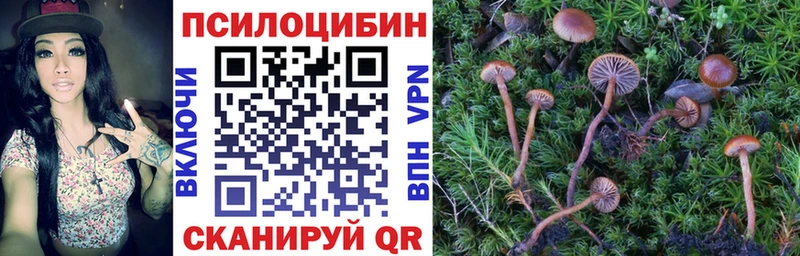 KRAKEN как зайти  Стародуб  Псилоцибиновые грибы ЛСД 